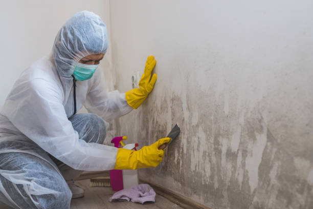 Best Attic Mold Remediation in USA